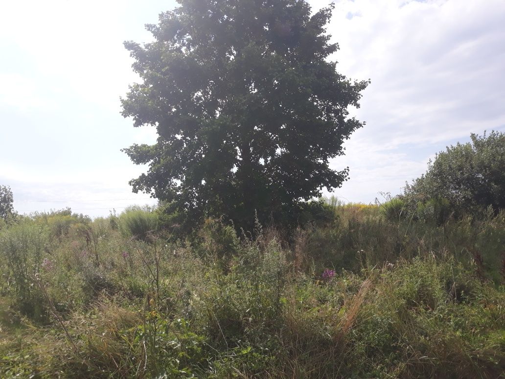 Земля під інд. будівництво Семенівка, 4623685900:01:004:0252 фото 6
