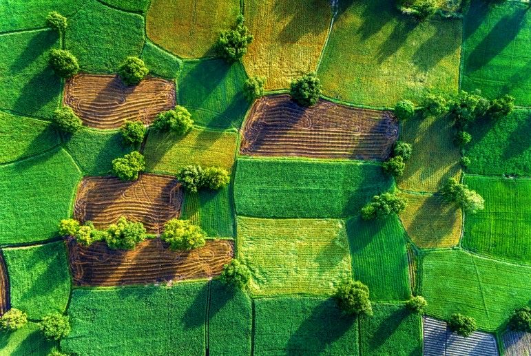 Продаж земельної ділянки, Великі Грибовичі