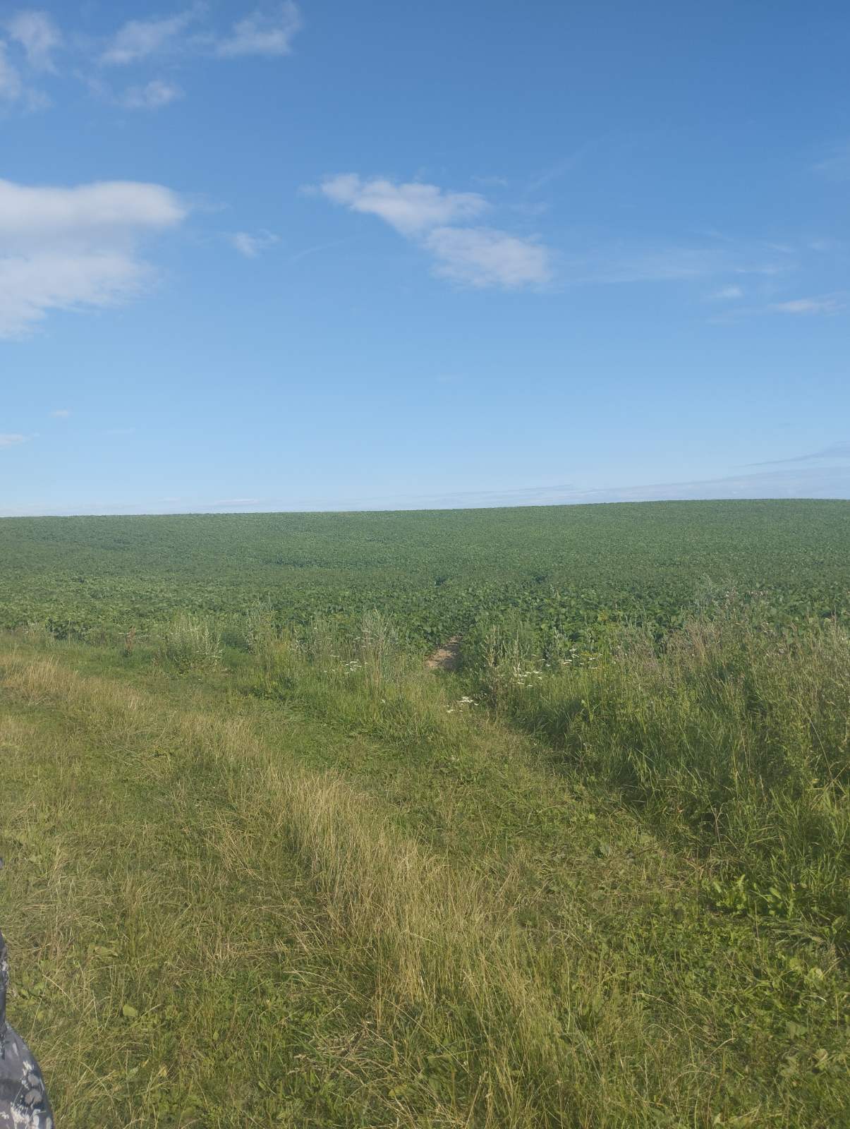 Земельні ділянки Поріччя, 4625886400:04:001:0288 фото 11