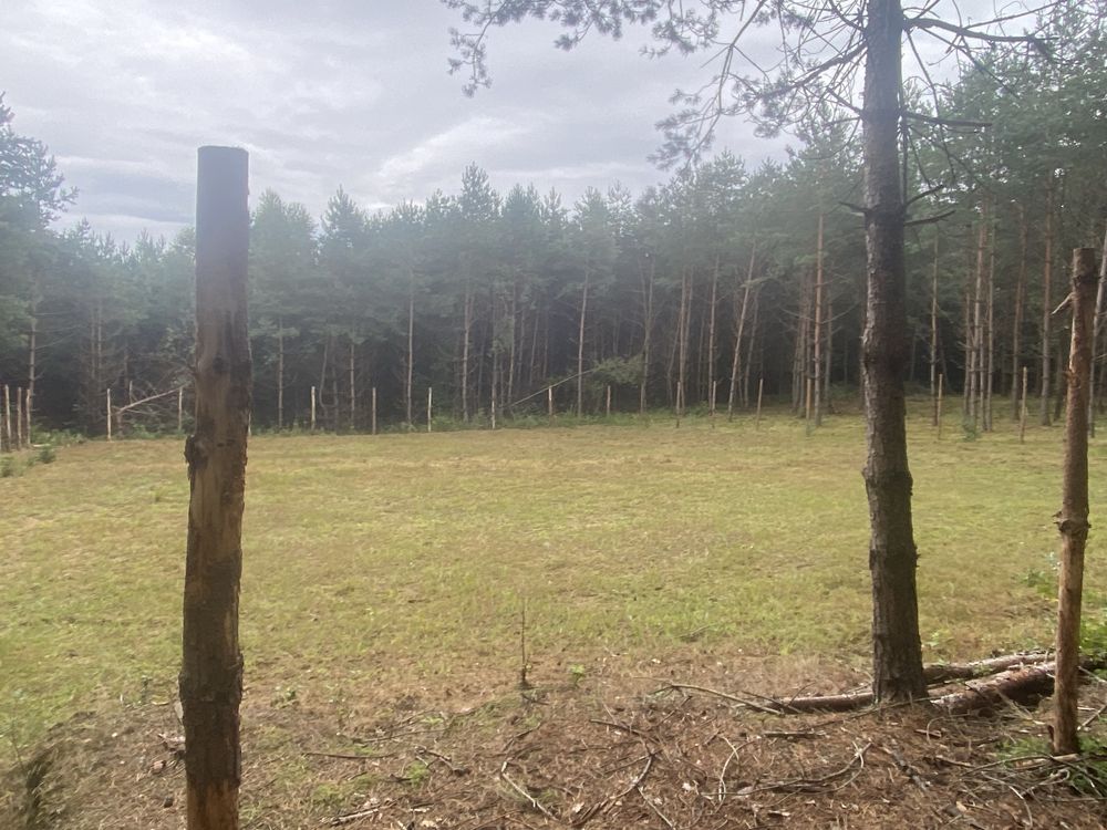 Земельні ділянки Івано-Франкове, 4625855300:06:001:0274 фото 12