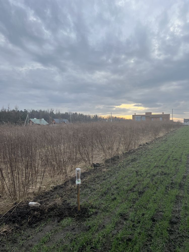 Земельні ділянки Зубра, 4623683300:01:003:2177 фото 2