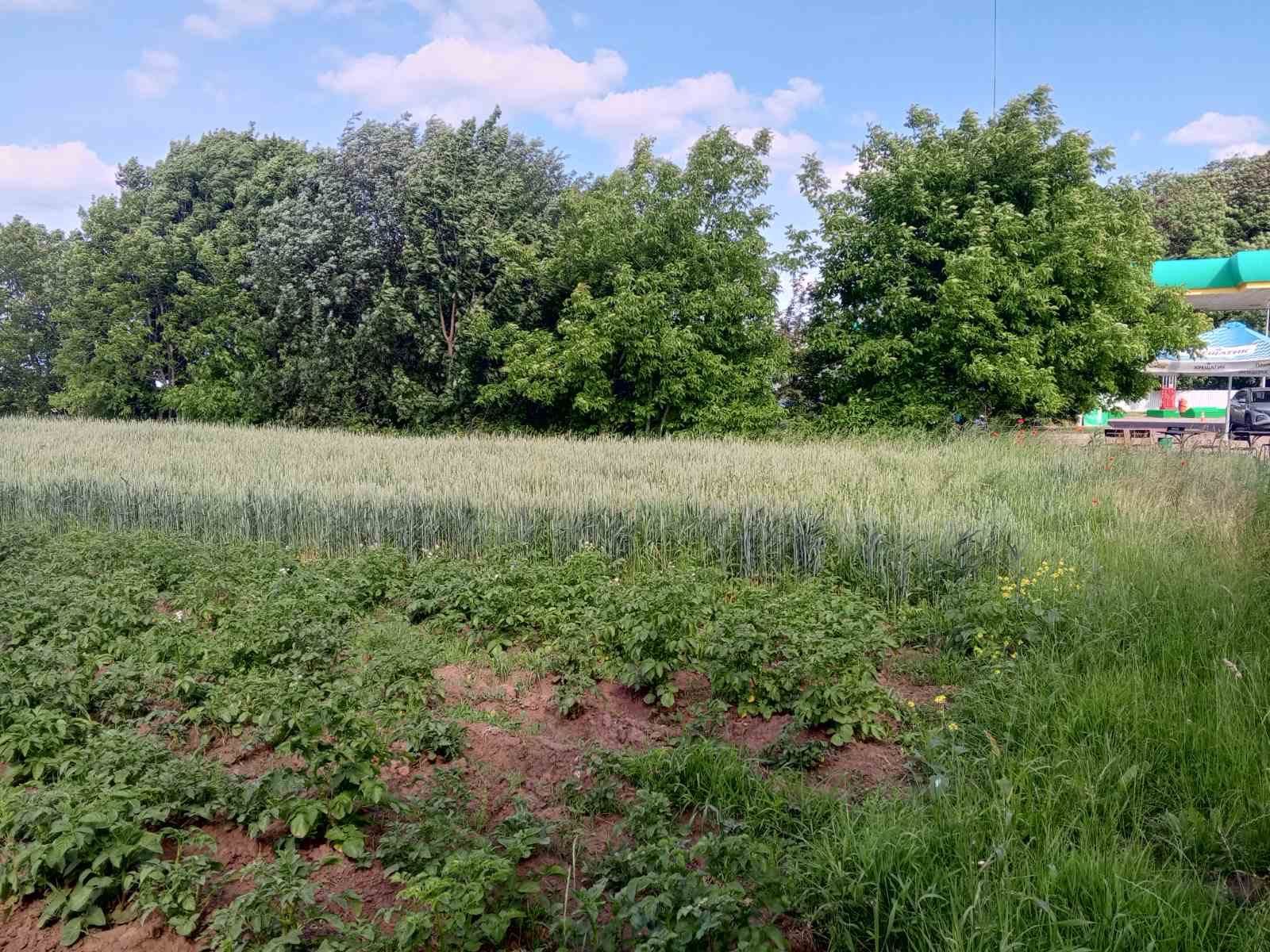 Земельні ділянки Великосілки, 4622181600:08:000:0506 фото 7