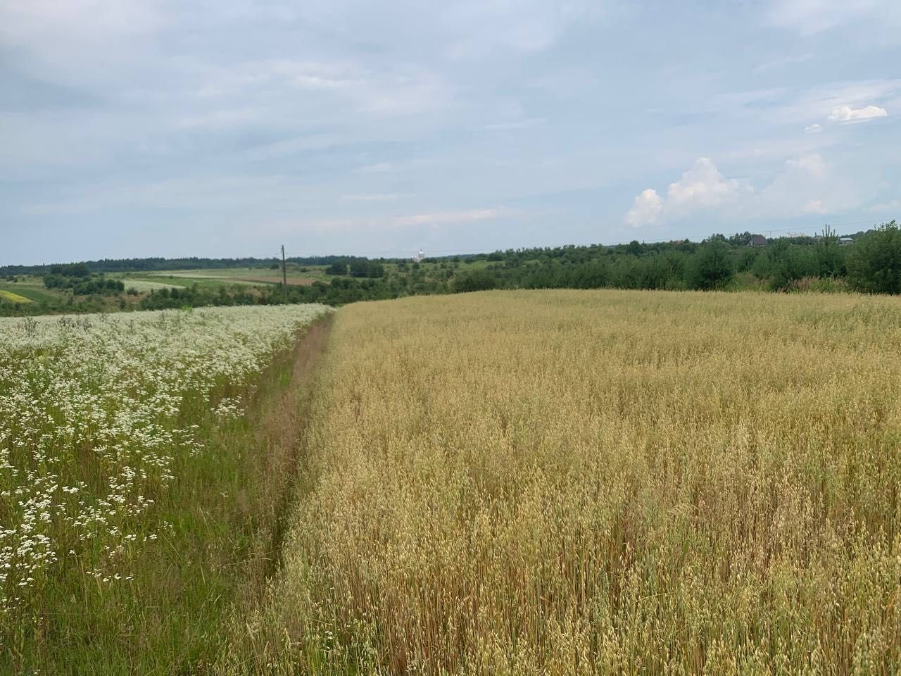 Земельні ділянки Годовиця, Не призначено фото 3