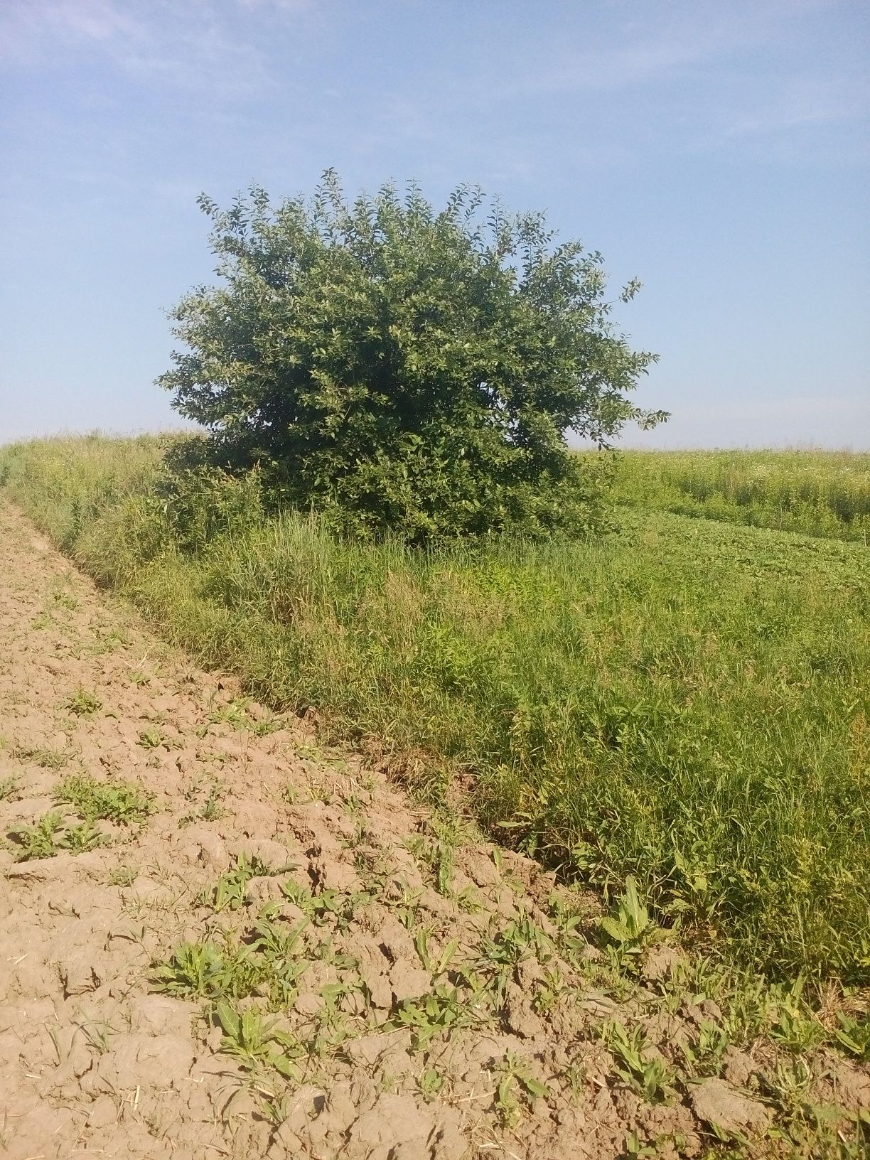 Земля сільгосппризначення Ременів, 4622185200:01:003:0112 фото 2