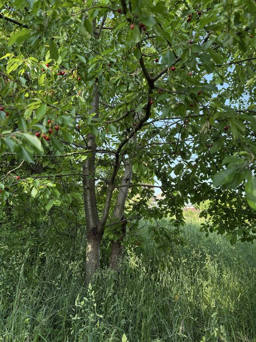 Земельні ділянки Наварія, Назарія Яремчука, 20 фото 14