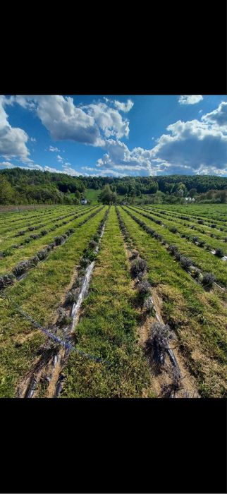 Продаж земельної ділянки, Середній Горб