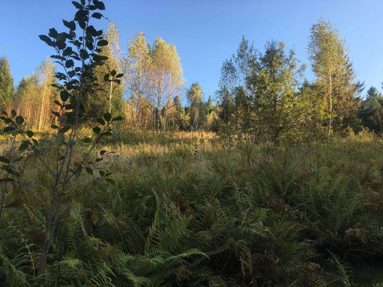 Земельні ділянки Корчин, 4624583600:02:000:0783 фото 4