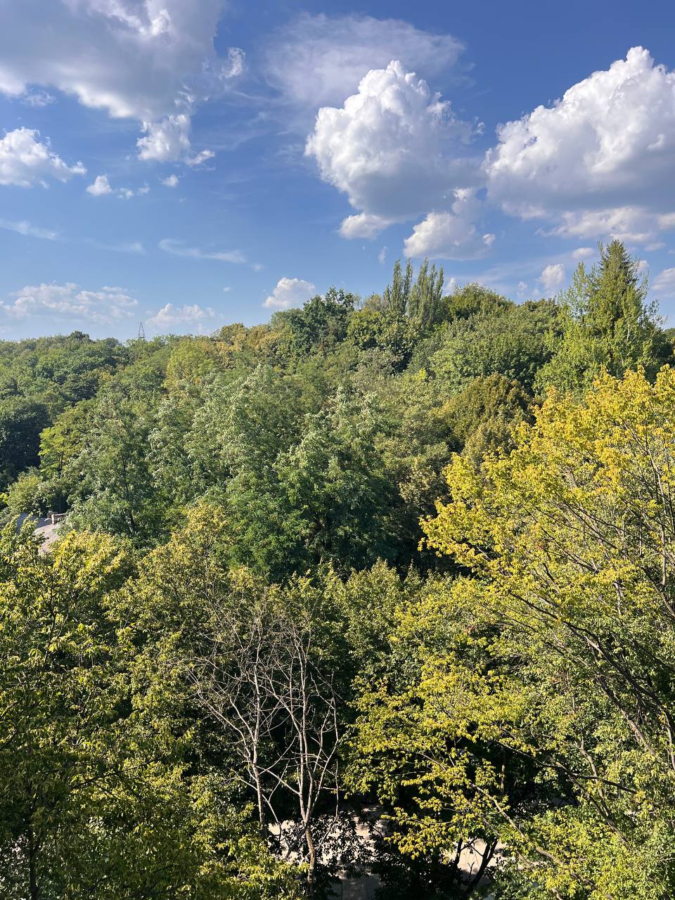 Житлова нерухомість Львів, Липова Алея, 5 фото 5